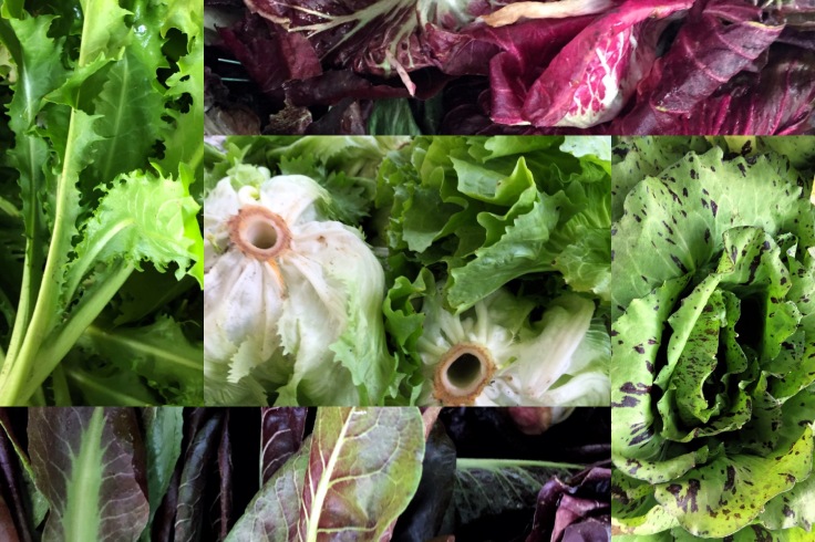 "intuitive forager" "farmers markets" "downtown 3rd" "las vegas” “farm to table” “fresh produce” “support small farms” “support local” “farmers market” “organic” “non gmo” “how to cook” “health benefits” “cooking with” “greens” “go for greens” “fresh greens” "chicories" "chicory varieties" "chicory types" "chicory" "red italian chicory" "escarole" "radicchio" "palla rossa" "treviso radicchio" "castelfranco radicchio" "castelfranco" "curly endive"